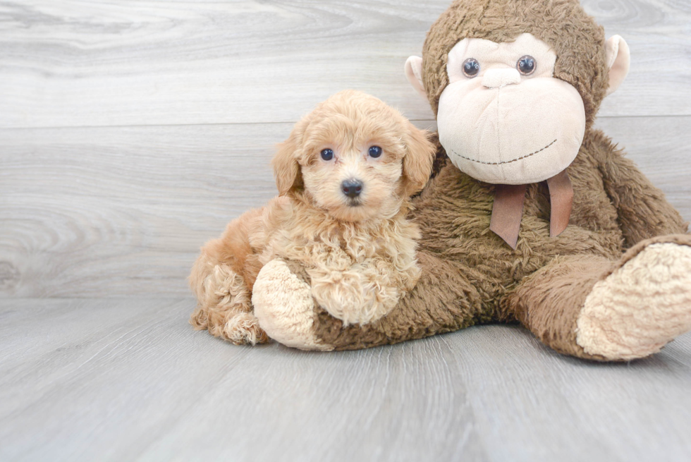 Playful Maltepoo Poodle Mix Puppy