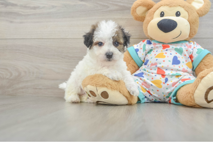Little Bichpoo Poodle Mix Puppy
