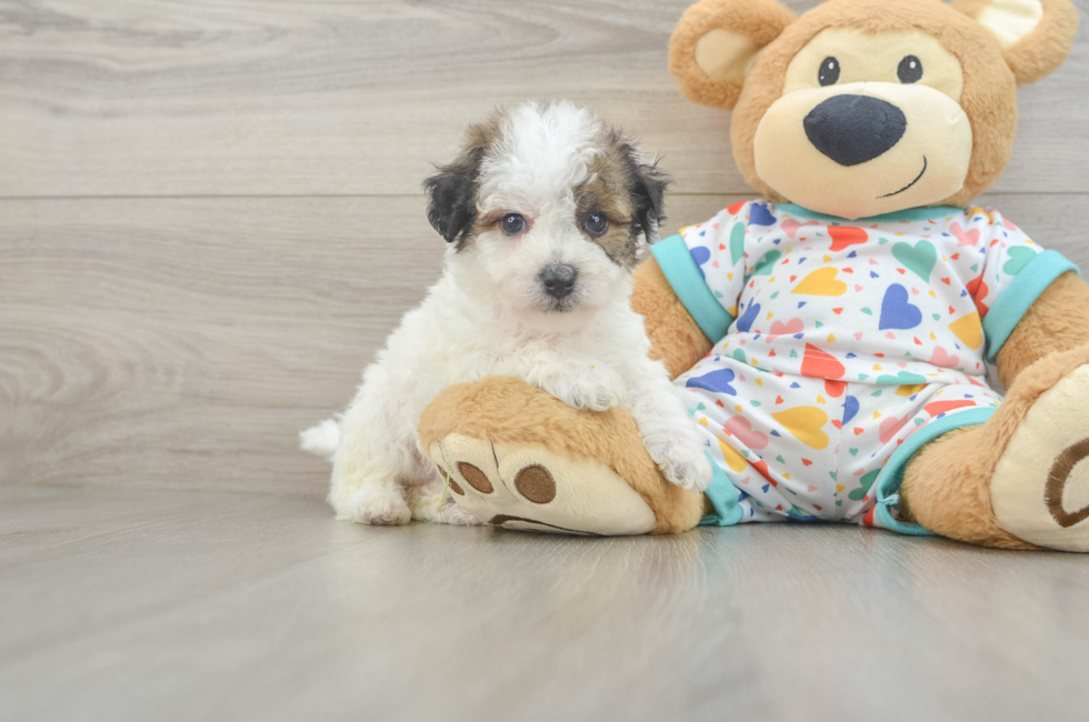 5 week old Poochon Puppy For Sale - Premier Pups