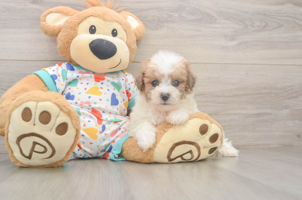 5 week old Poochon Puppy For Sale - Premier Pups