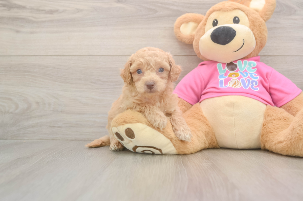 6 week old Poochon Puppy For Sale - Premier Pups