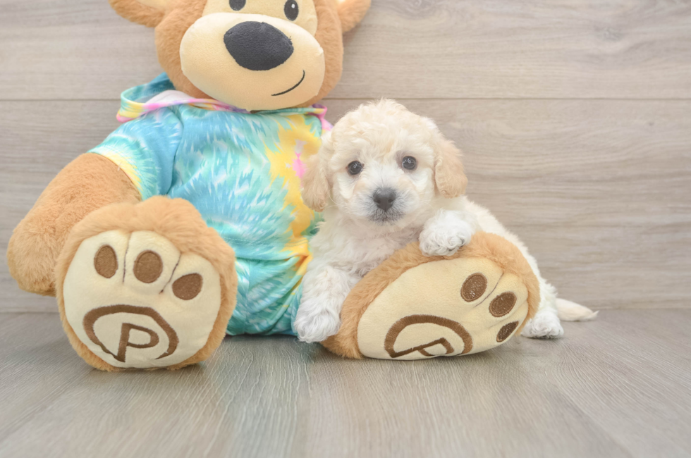 6 week old Poochon Puppy For Sale - Premier Pups