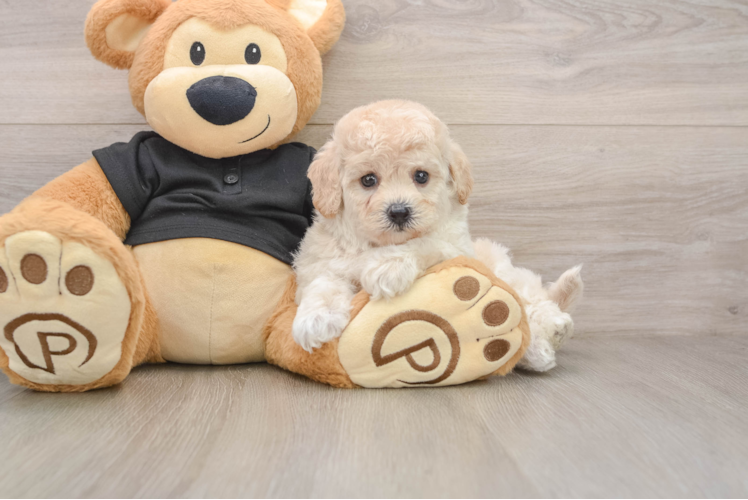 Playful Bichpoo Poodle Mix Puppy