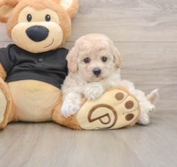 5 week old Poochon Puppy For Sale - Premier Pups