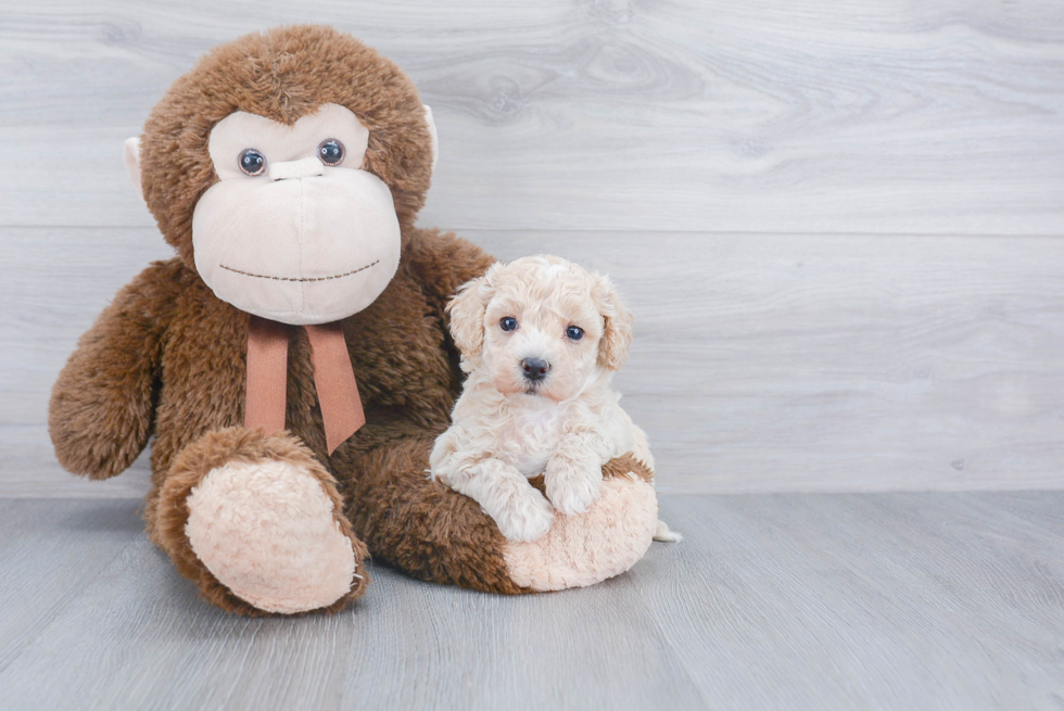 Petite Poochon Poodle Mix Pup