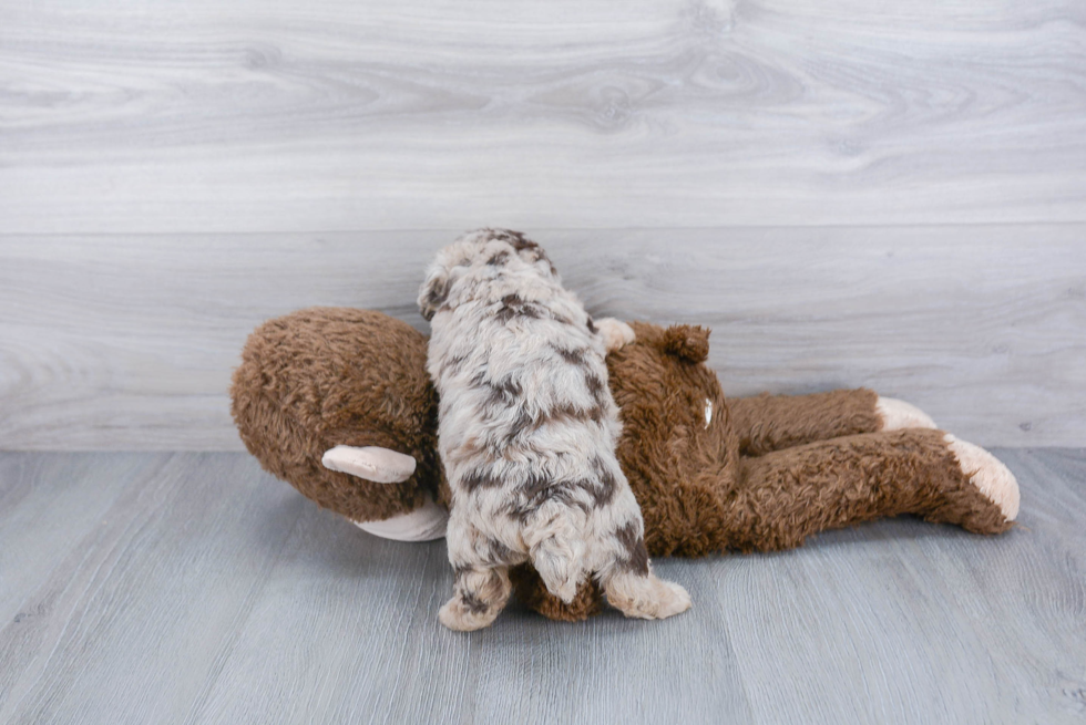 Adorable Bichpoo Poodle Mix Puppy