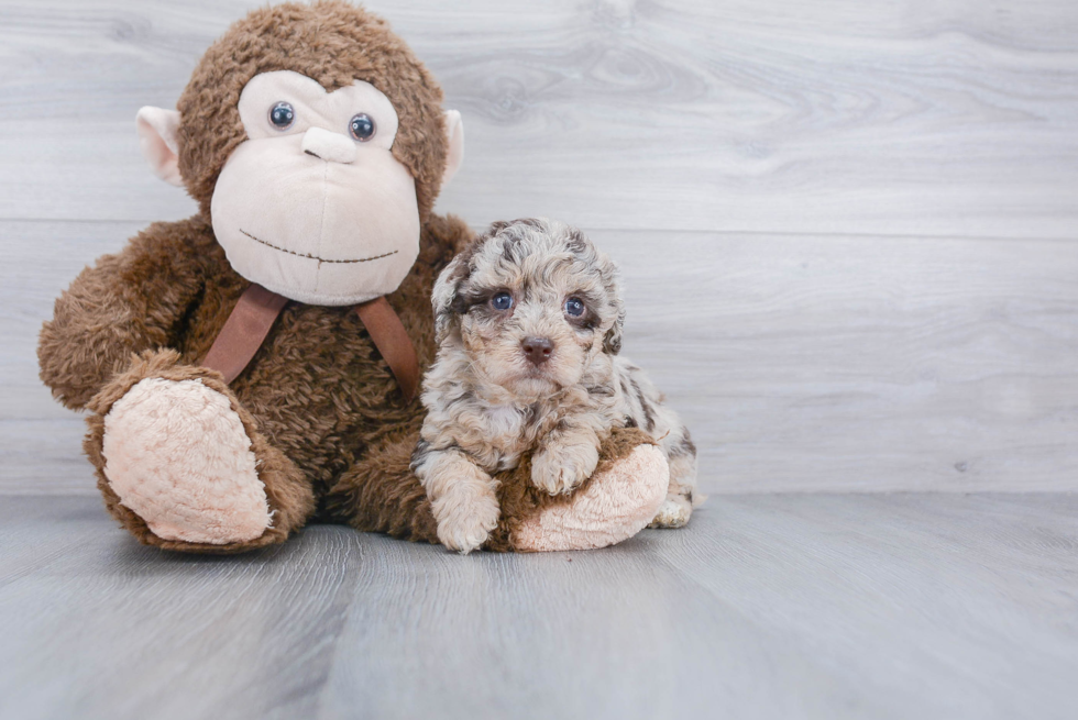 Poochon Pup Being Cute