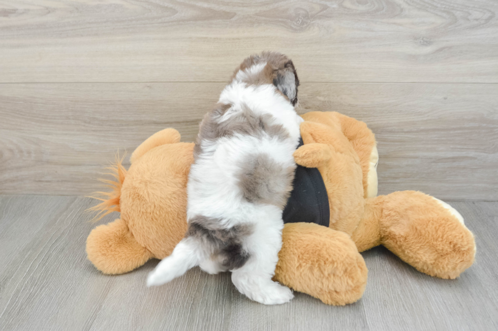 Hypoallergenic Bichpoo Poodle Mix Puppy