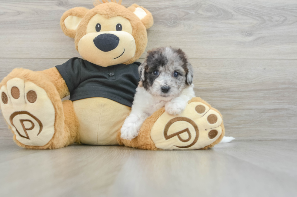 5 week old Poochon Puppy For Sale - Premier Pups