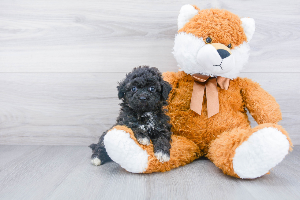 Poochon Puppy for Adoption