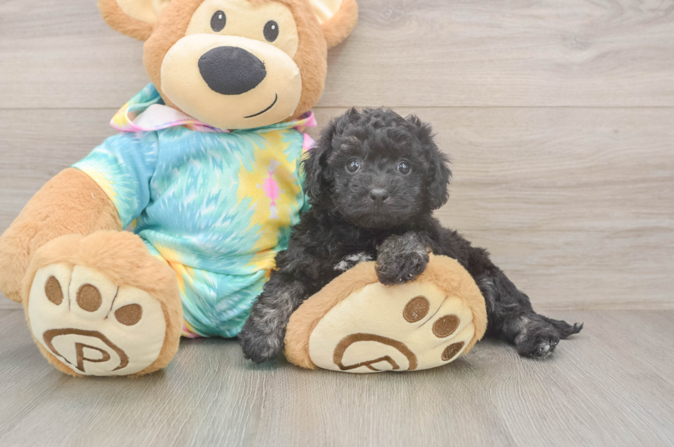6 week old Poochon Puppy For Sale - Premier Pups