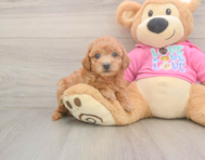 7 week old Poochon Puppy For Sale - Premier Pups