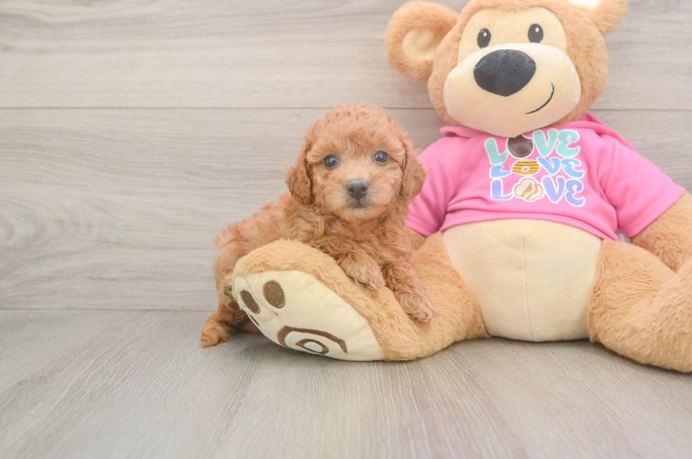 6 week old Poochon Puppy For Sale - Premier Pups
