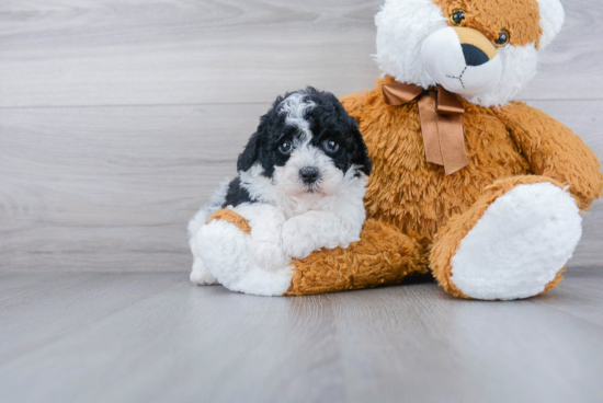 Friendly Poochon Baby