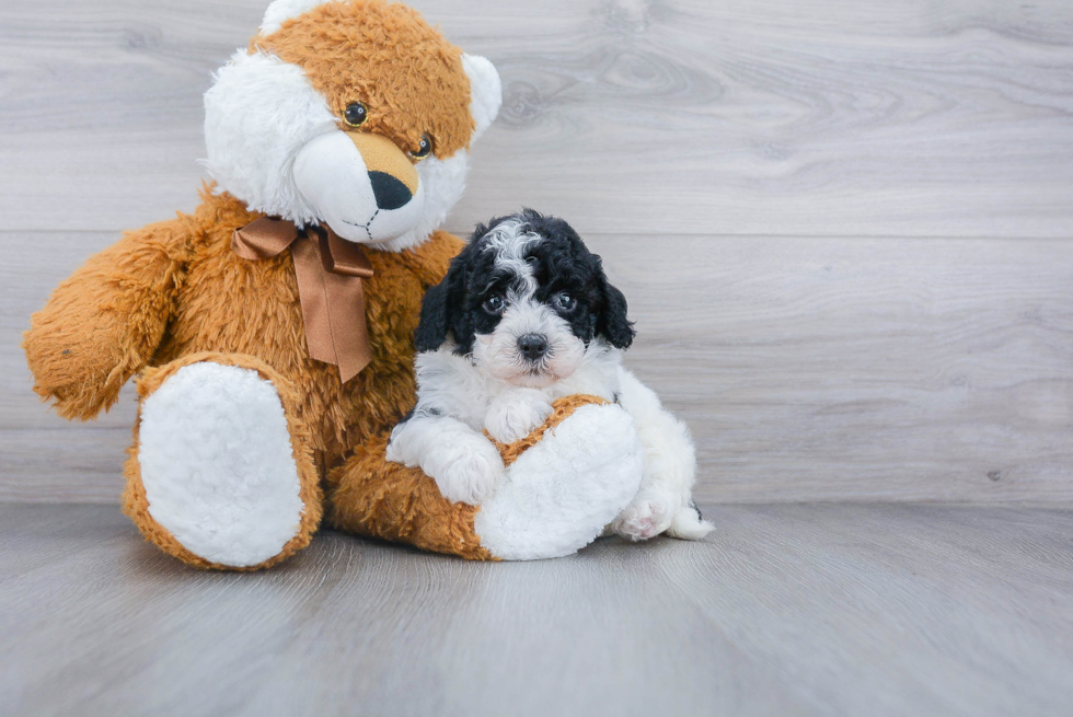 Energetic Bichpoo Poodle Mix Puppy