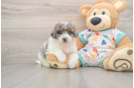 Best Poochon Baby