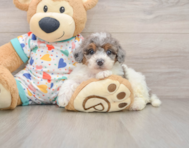 6 week old Poochon Puppy For Sale - Premier Pups