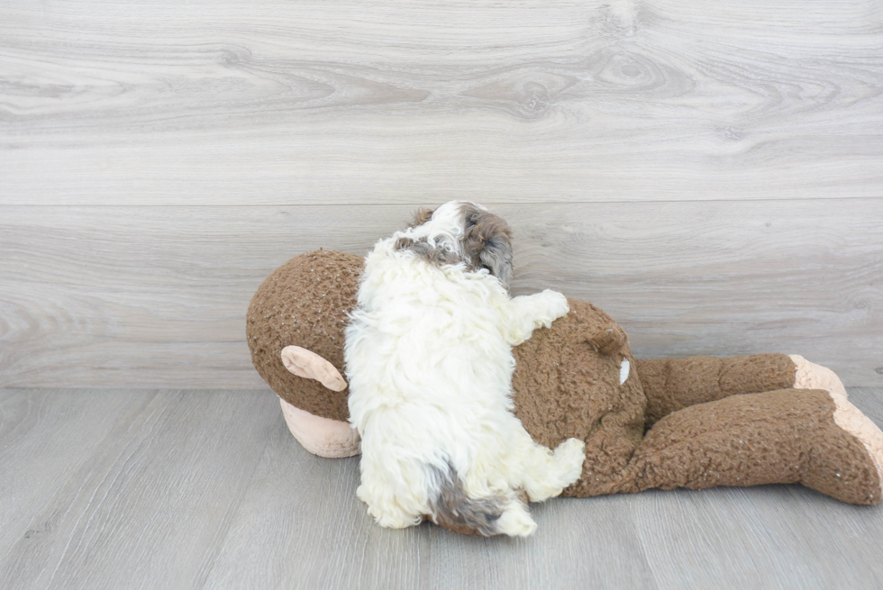 Adorable Bichpoo Poodle Mix Puppy