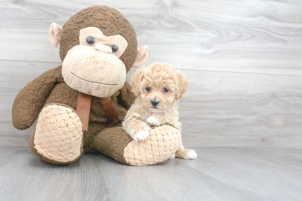 Fluffy Poochon Poodle Mix Pup