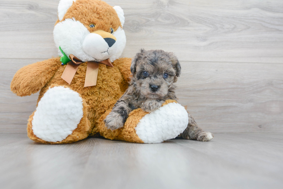 Hypoallergenic Bichpoo Poodle Mix Puppy