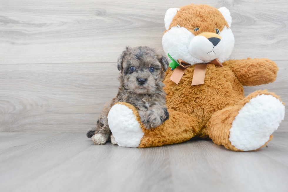 Happy Poochon Baby