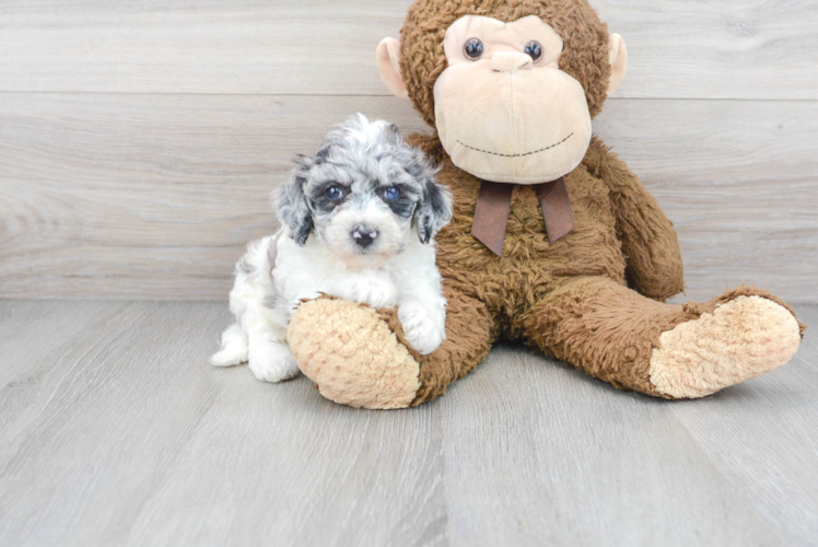 Cute Poochon Baby