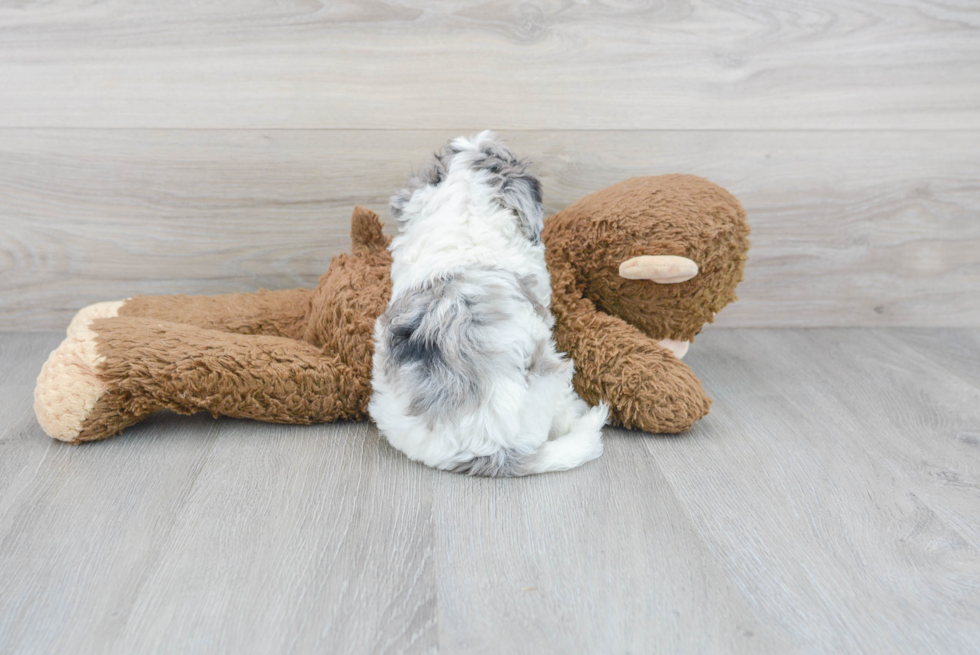 Poochon Puppy for Adoption