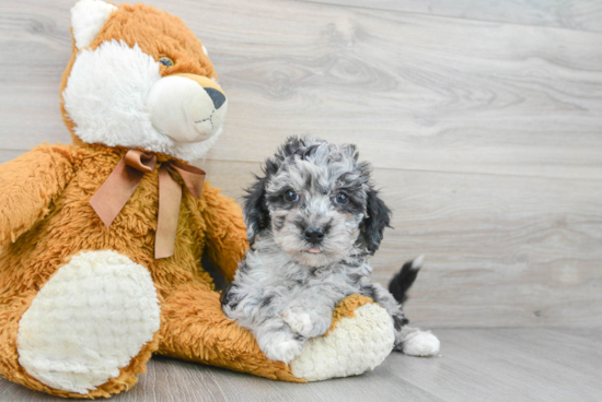 Poochon Puppy for Adoption