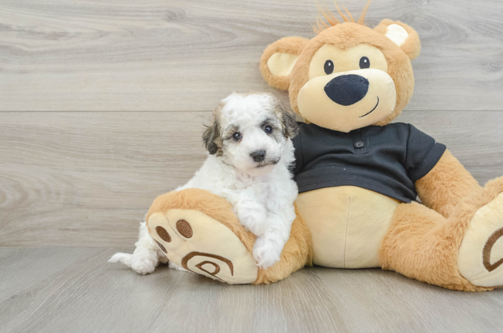 5 week old Poochon Puppy For Sale - Premier Pups