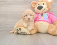 7 week old Poochon Puppy For Sale - Premier Pups