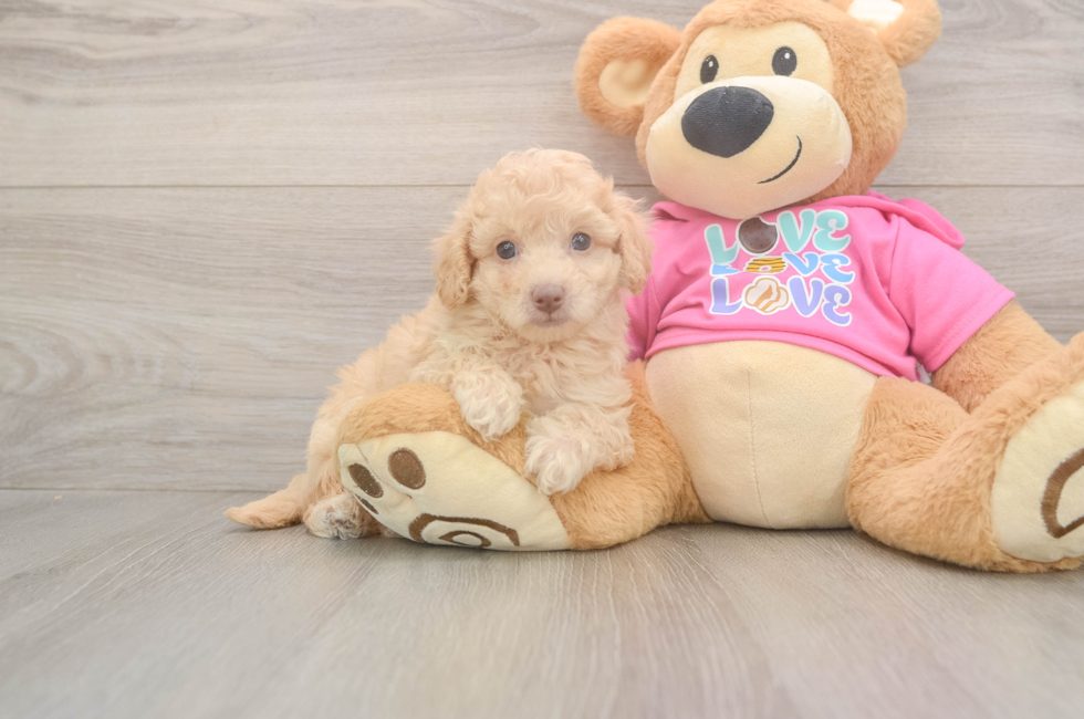 6 week old Poochon Puppy For Sale - Premier Pups