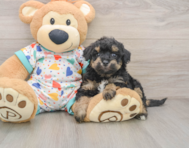 7 week old Poochon Puppy For Sale - Premier Pups