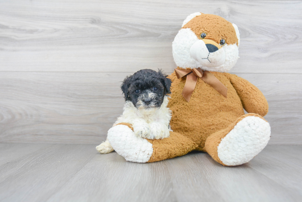 Smart Poochon Poodle Mix Pup