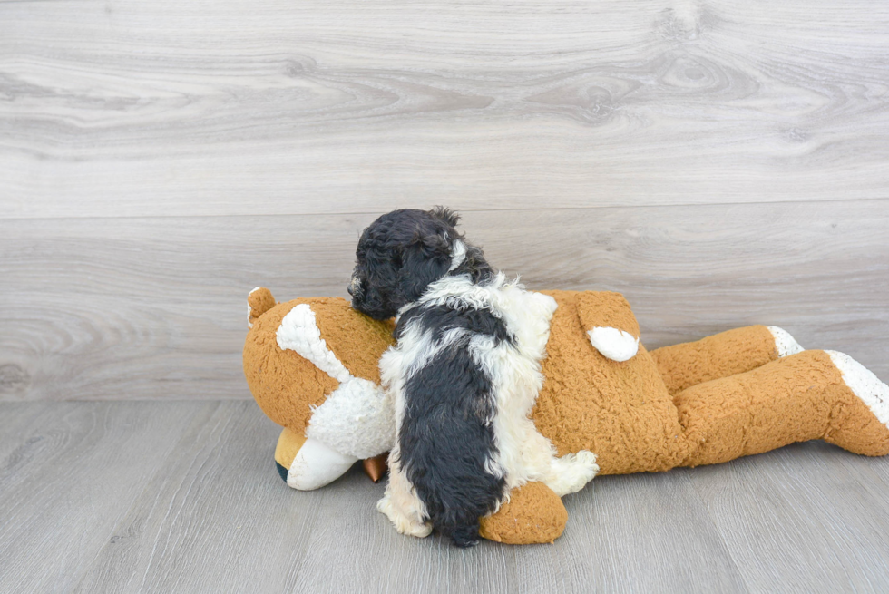 Friendly Poochon Baby