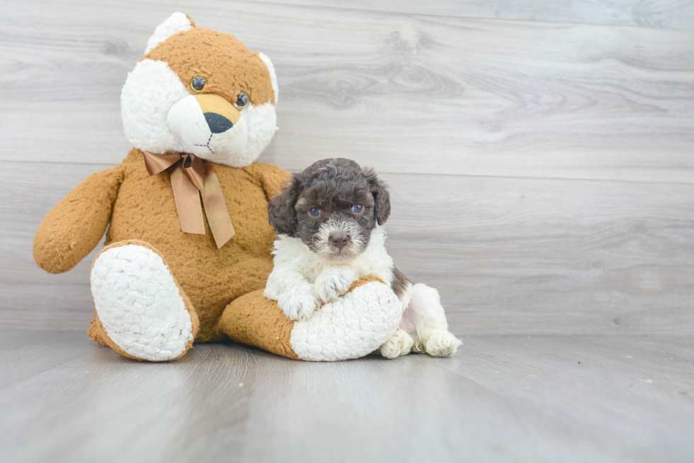 Popular Poochon Poodle Mix Pup