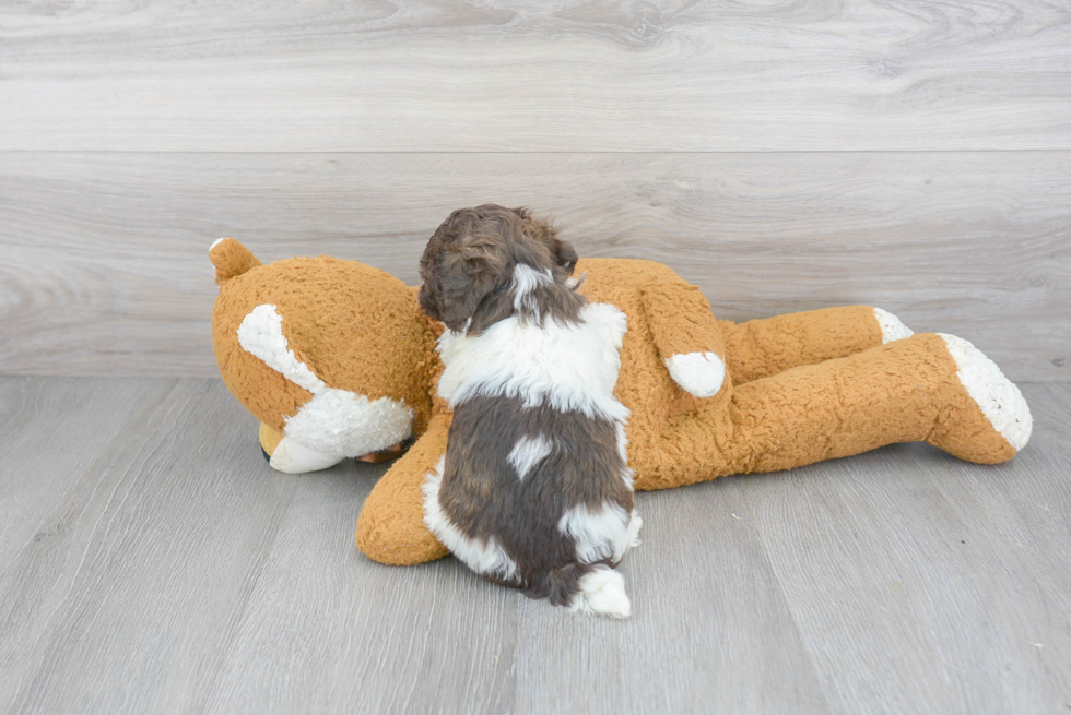 Poochon Pup Being Cute