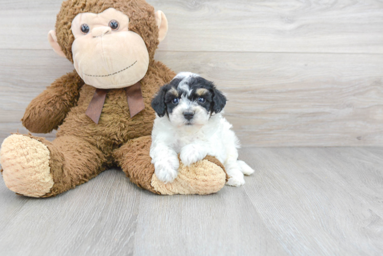 Poochon Pup Being Cute