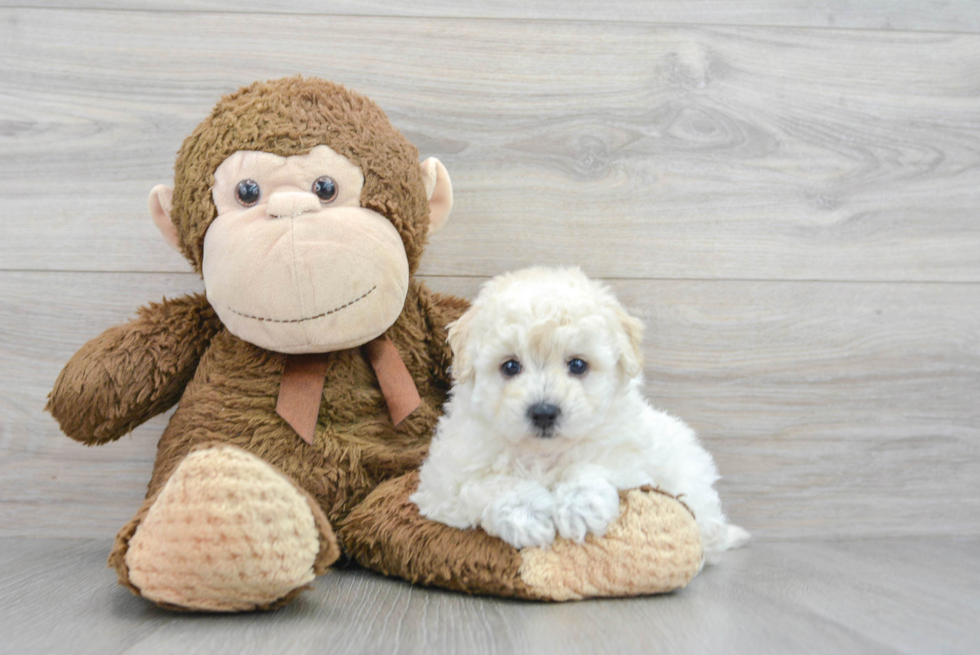 Hypoallergenic Bichpoo Poodle Mix Puppy