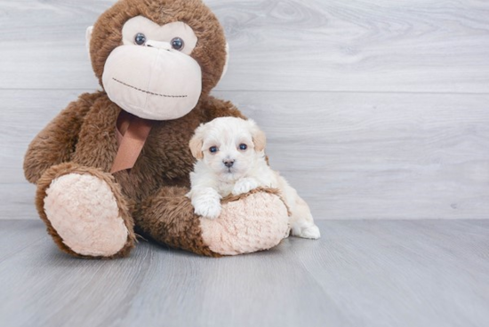 Fluffy Poochon Poodle Mix Pup