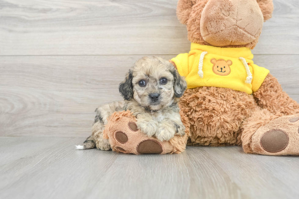 Popular Poochon Blossom: 3lb 5oz Doodle Puppy