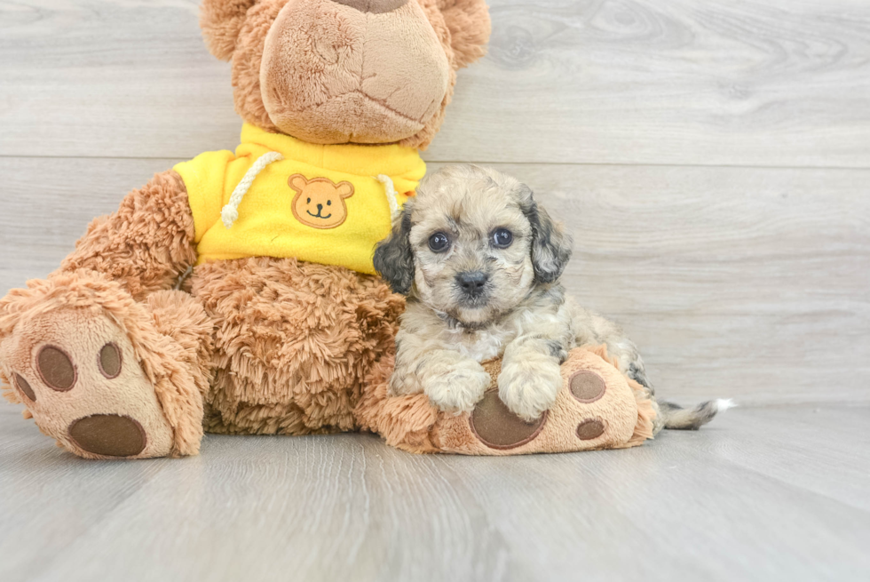 Petite Poochon Poodle Mix Pup