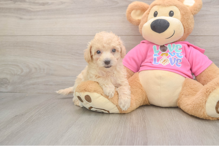 Best Poochon Baby