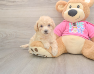 7 week old Poochon Puppy For Sale - Premier Pups