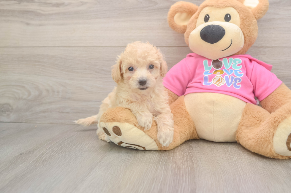 6 week old Poochon Puppy For Sale - Premier Pups