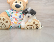 7 week old Poochon Puppy For Sale - Premier Pups