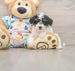 8 week old Poochon Puppy For Sale - Premier Pups
