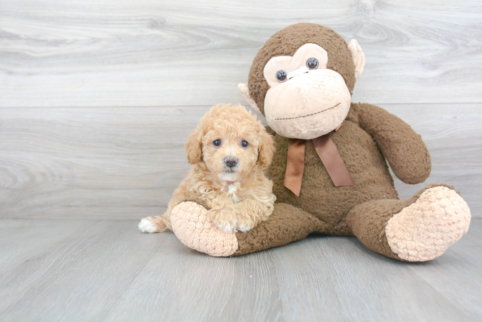 Adorable Bichpoo Poodle Mix Puppy