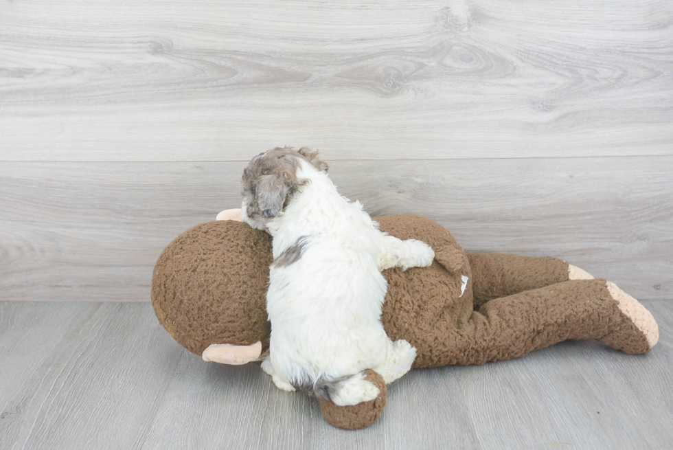 Playful Bichpoo Poodle Mix Puppy