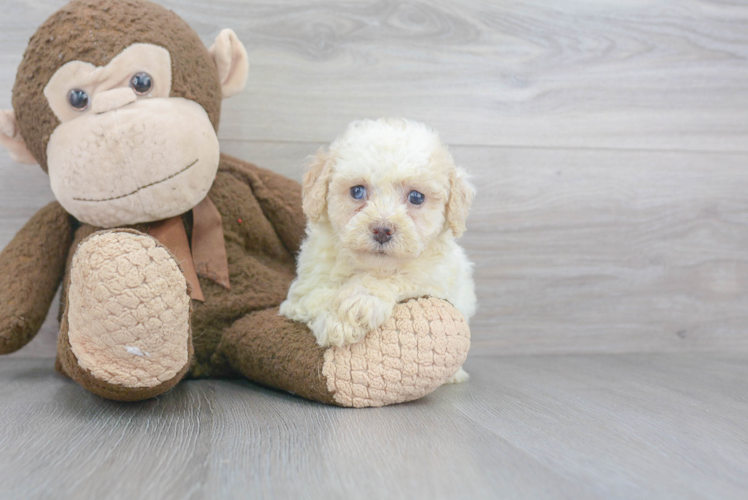 Adorable Bichpoo Poodle Mix Puppy