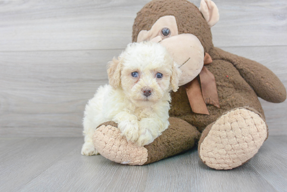 Fluffy Poochon Poodle Mix Pup